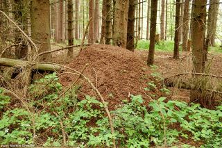 Ameisenhuegel um Baumstamm herum